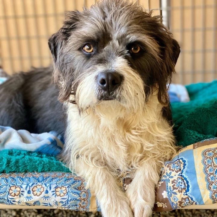 Chicka (Bonded to Twin), an adoptable Terrier & Shih Tzu Mix in Agua Dulce, CA_image-1