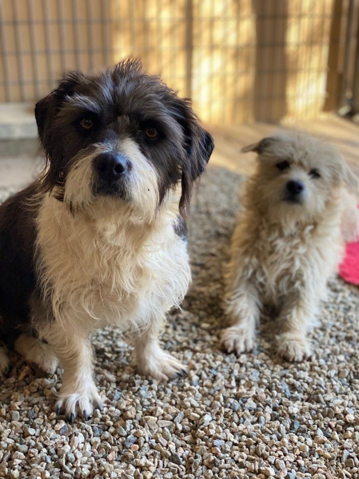 Chicka (Bonded to Twin), an adoptable Terrier & Shih Tzu Mix in Agua Dulce, CA_image-4