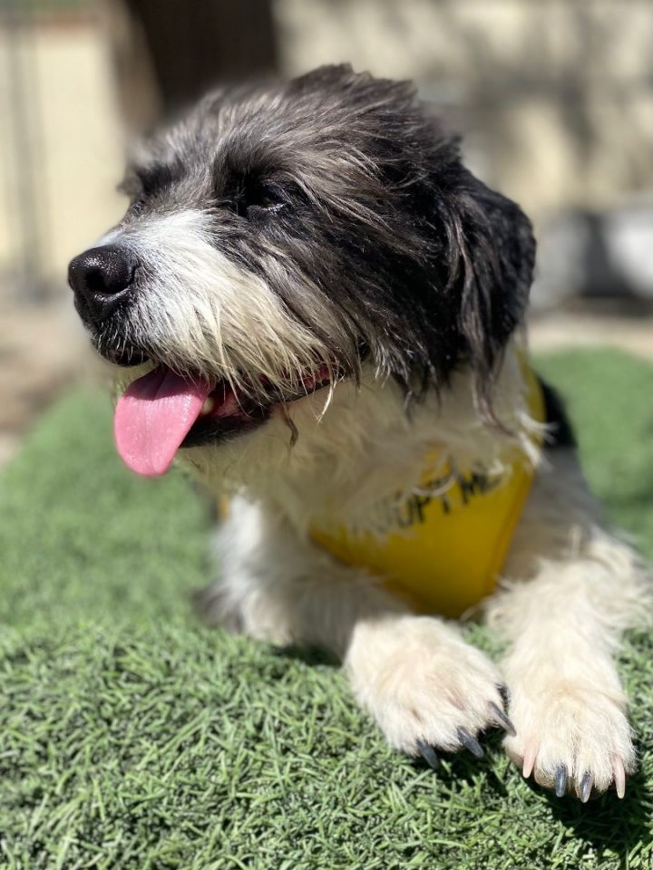 Chicka (Bonded to Twin), an adoptable Terrier & Shih Tzu Mix in Agua Dulce, CA_image-5