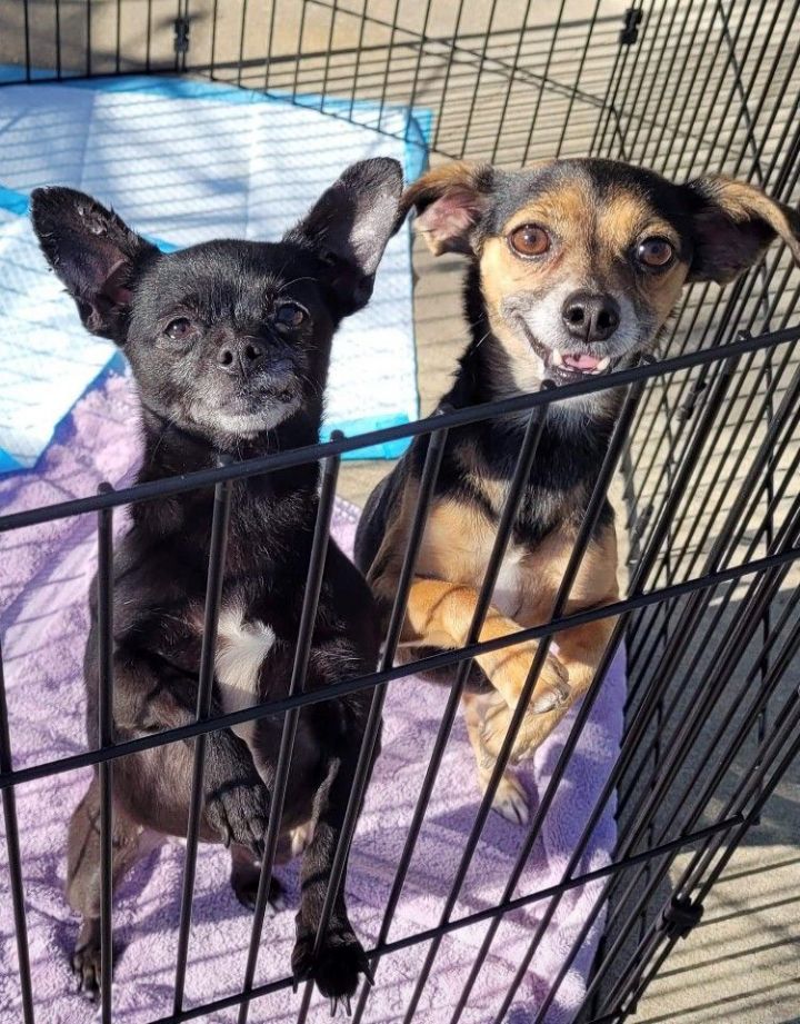 Gypsy Lou & Sophie, an adopted Chihuahua Mix in Montgomery, AL_image-1