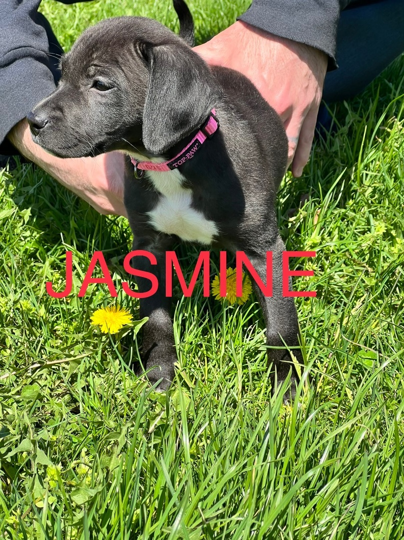 Jasmine