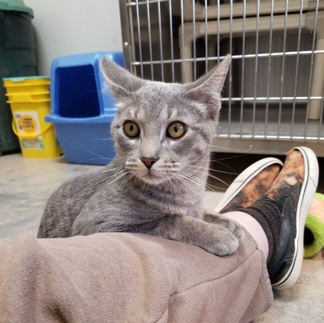 Cat for adoption Toby, a Domestic Short Hair in Wahpeton, ND Petfinder