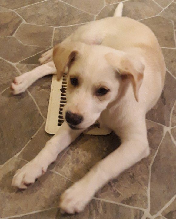 Bolt the Lab/Husky mix puppy