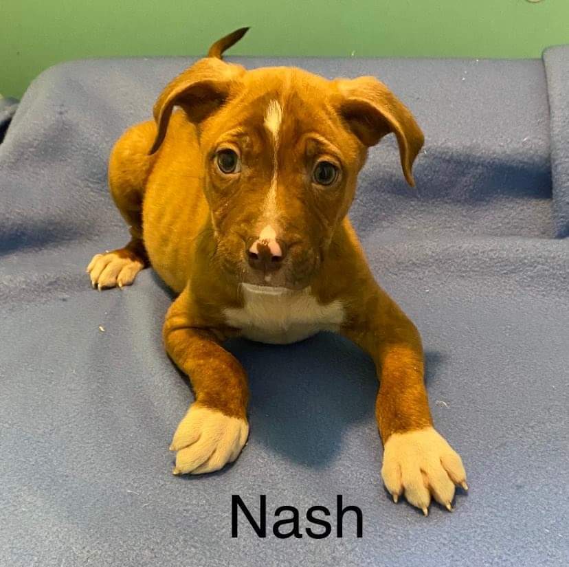 Nash