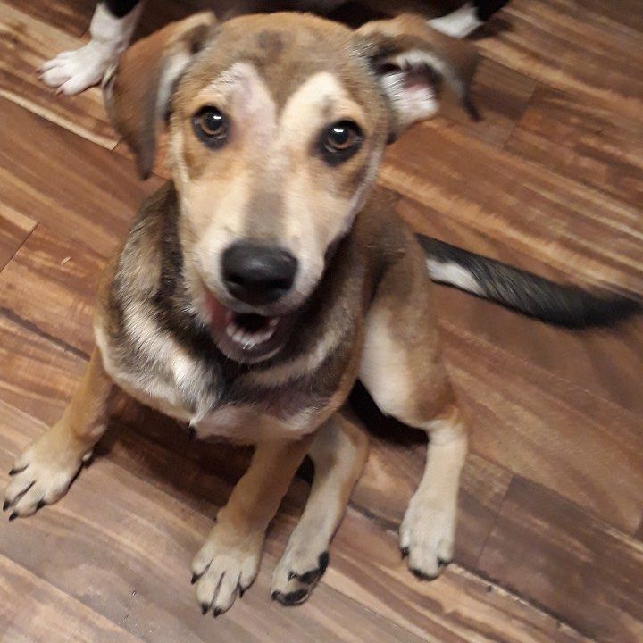 Lily the Cur/Shepherd mix puppy