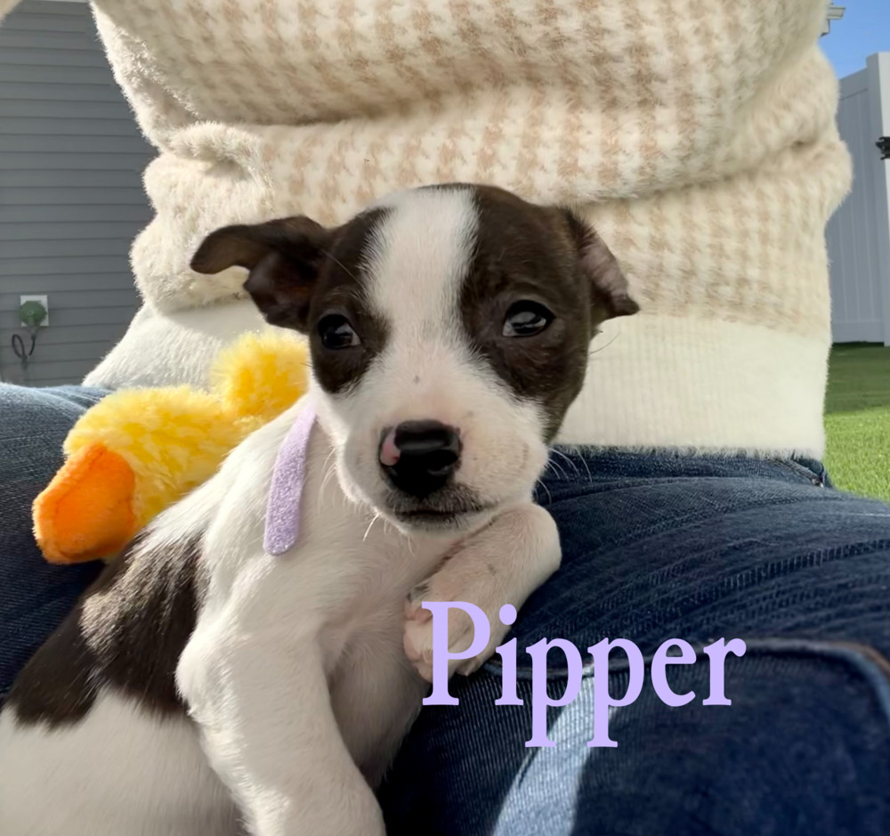 Pipper