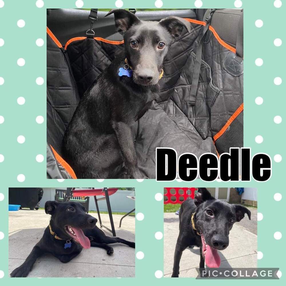 Deedle