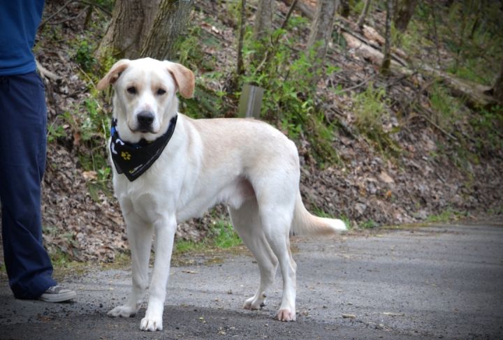 Angus, an adoptable Great Pyrenees Mix in Sevierville, TN_image-3