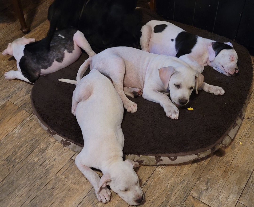 6 male pit x puppies