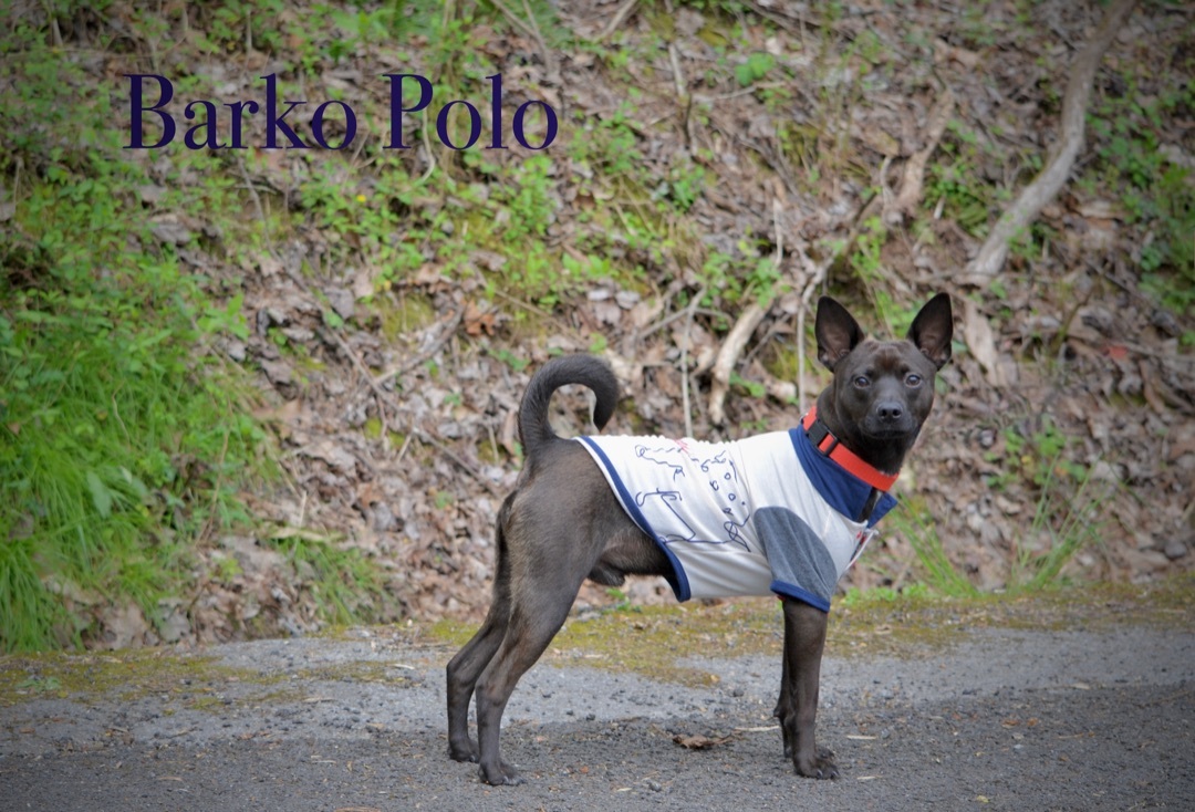 Barko Polo