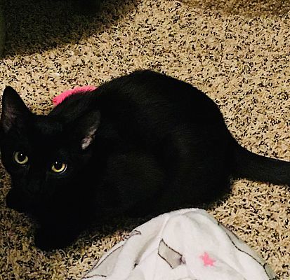 Fred(see Michelle,Veronica), an adoptable Domestic Short Hair in Macedonia, OH, 44056 | Photo Image 1