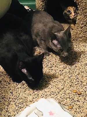 Fred(see Michelle,Veronica), an adoptable Domestic Short Hair in Macedonia, OH, 44056 | Photo Image 2