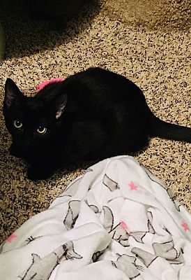 Fred(see Michelle,Veronica), an adoptable Domestic Short Hair in Macedonia, OH, 44056 | Photo Image 3