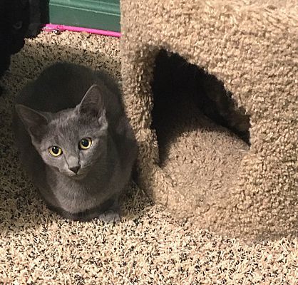 Michelle (Fred and Veronica), an adoptable Domestic Short Hair in Macedonia, OH, 44056 | Photo Image 1