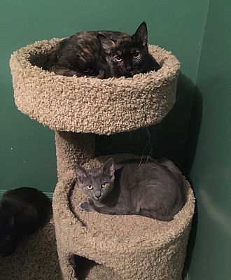 Michelle (Fred and Veronica), an adoptable Domestic Short Hair in Macedonia, OH, 44056 | Photo Image 2