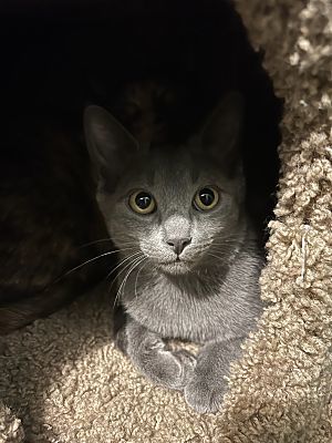 Michelle (Fred and Veronica), an adoptable Domestic Short Hair in Macedonia, OH, 44056 | Photo Image 3