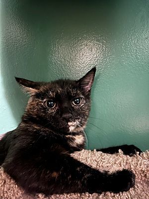 Veronica(see Monica,Michelle,Fred), an adoptable Domestic Short Hair in Macedonia, OH, 44056 | Photo Image 1