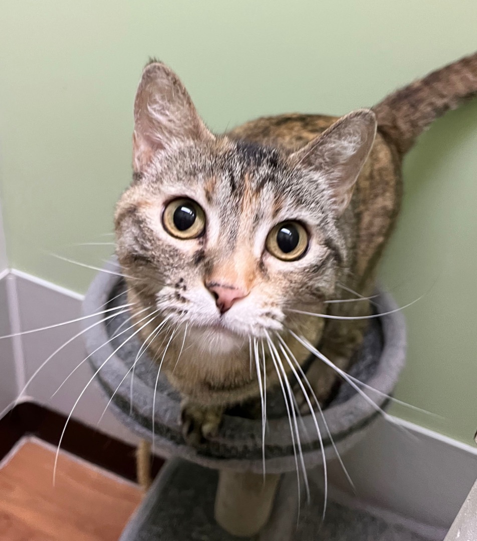 Hazel, an adoptable Torbie, Domestic Short Hair in Parkville, MO, 64152 | Photo Image 2