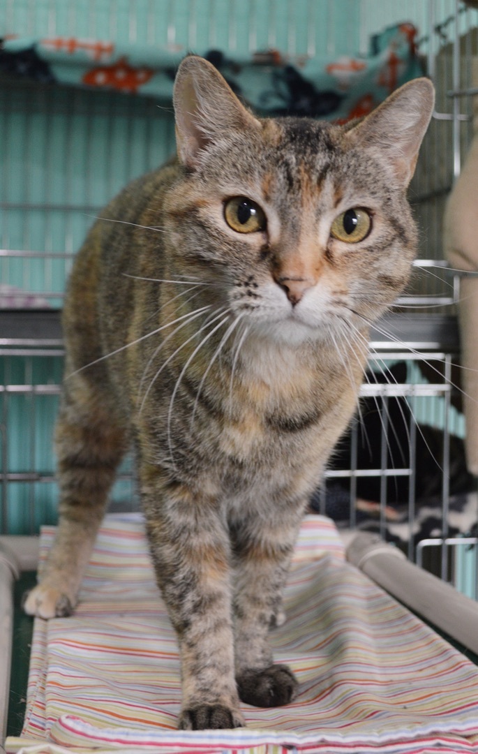 Hazel, an adoptable Torbie, Domestic Short Hair in Parkville, MO, 64152 | Photo Image 4