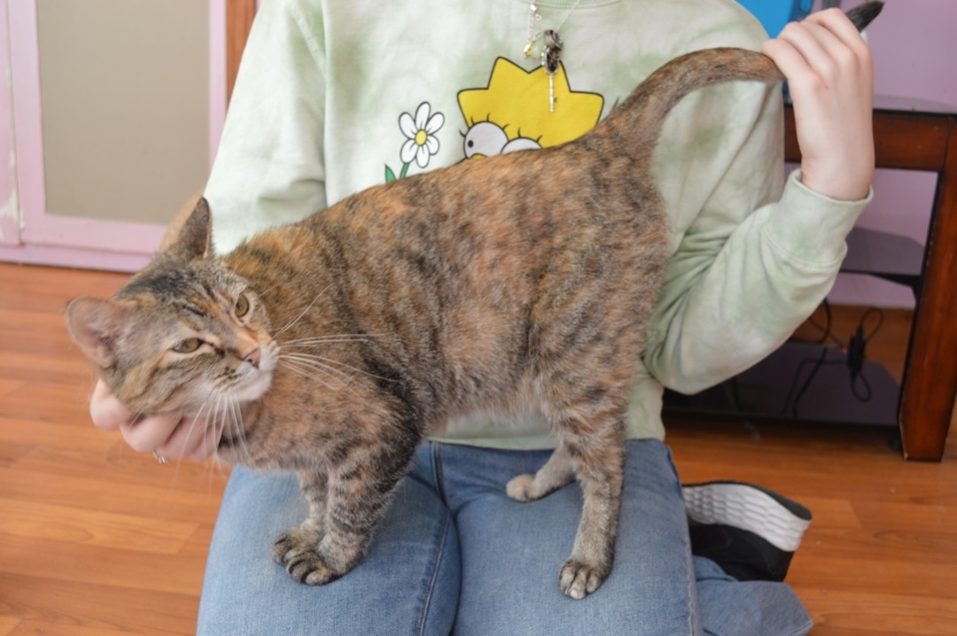 Hazel, an adoptable Torbie, Domestic Short Hair in Parkville, MO, 64152 | Photo Image 5
