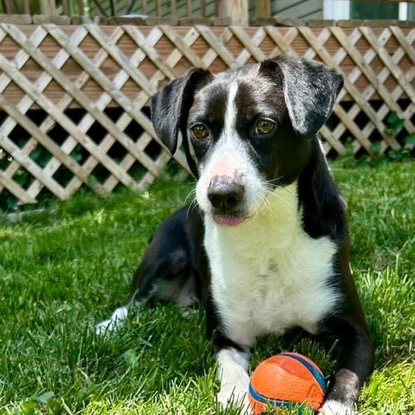 Patterson, an adoptable Mixed Breed in Watertown, WI, 53094 | Photo Image 5