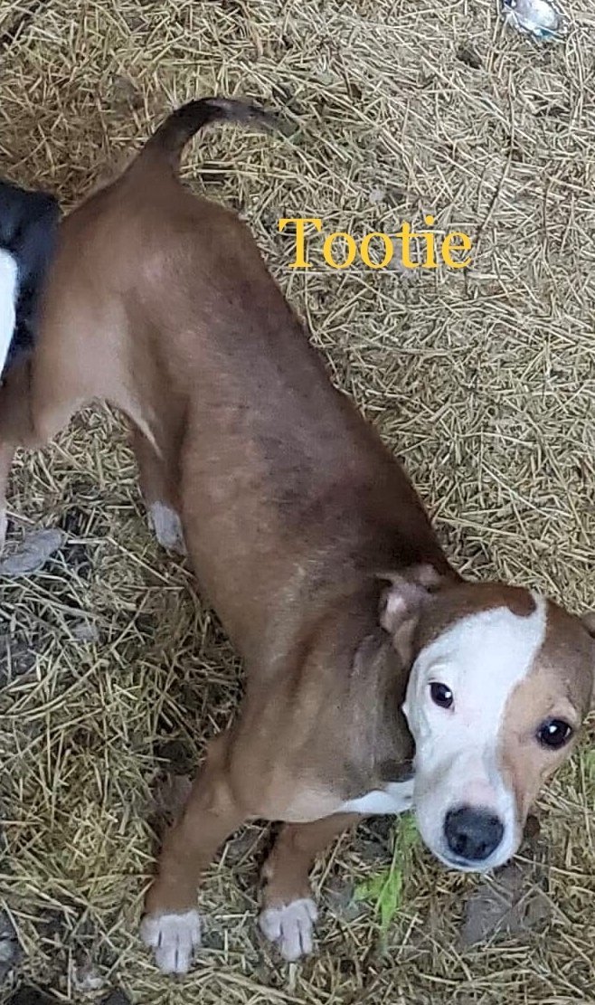 Tootie - Available!