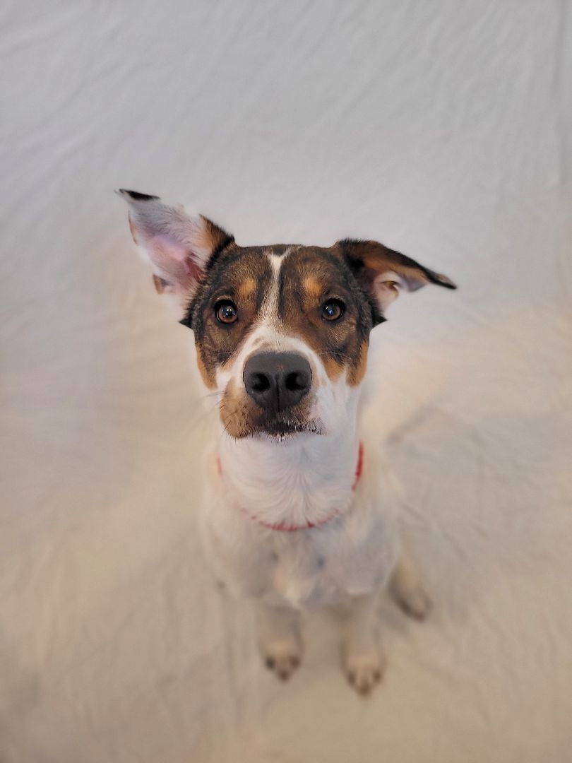 Zoey, an adoptable Jack Russell Terrier, Cattle Dog in Portland, OR, 97223 | Photo Image 1