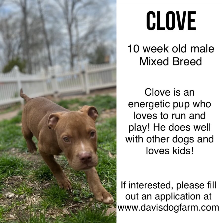 Clove