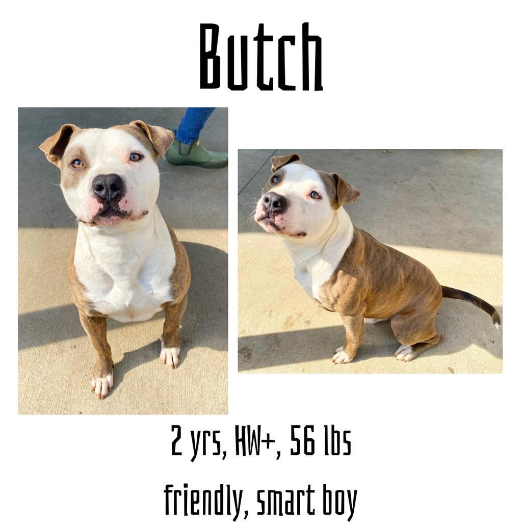 Butch