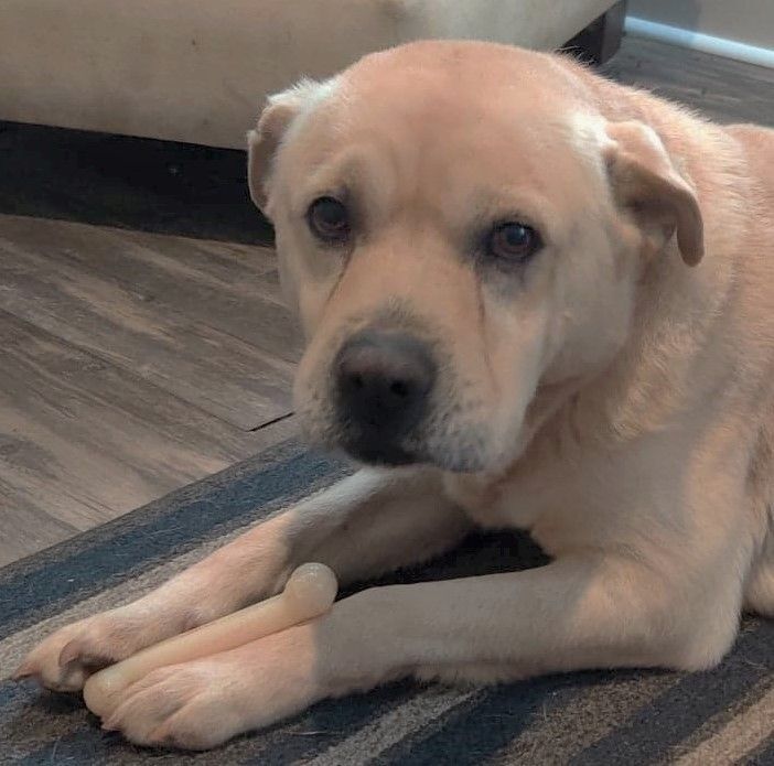 yellow lab chow mix puppies