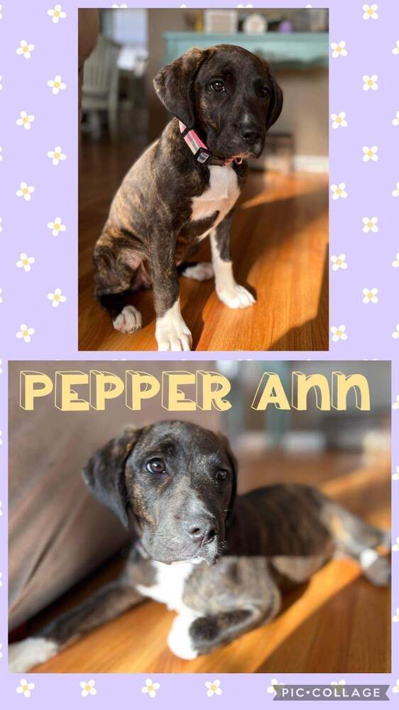 Pepper Ann