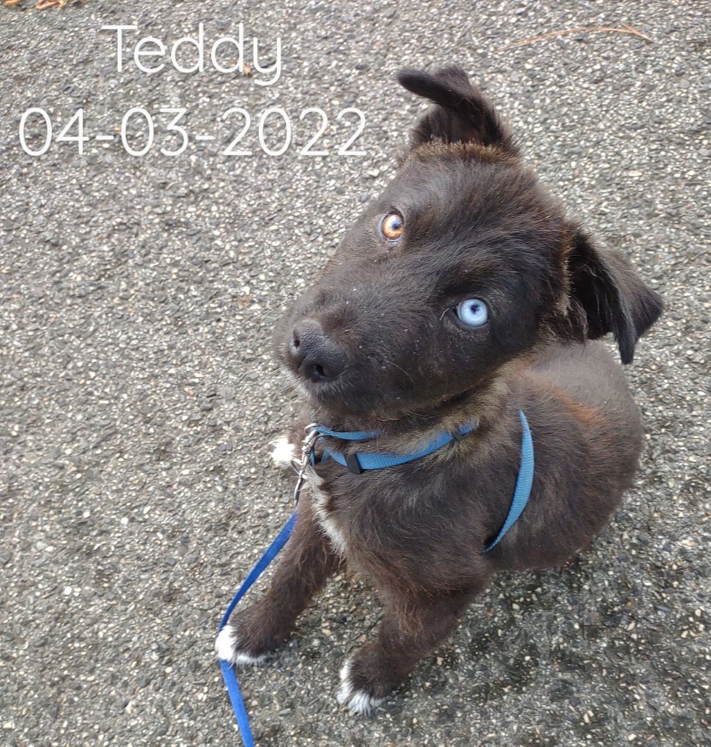 Teddy the Husky Mix Puppy