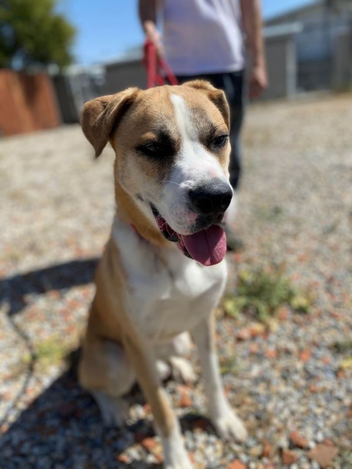 Boxer mixed deals with husky