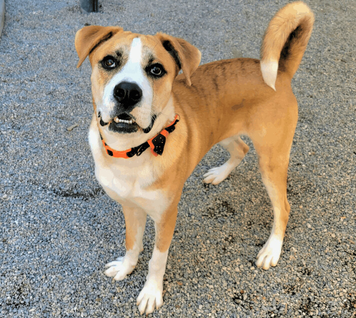 Husky mix 2024 with boxer