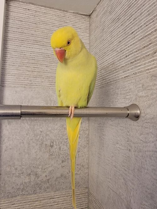 Sunny, an adoptable Ringneck / Psittacula in North Babylon, NY_image-1