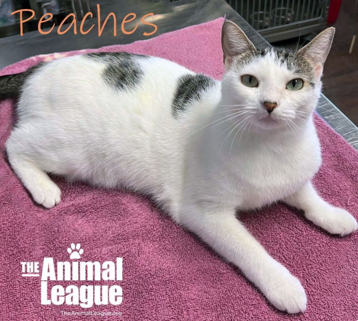 Peaches, an adoptable Oriental Short Hair Mix in Clermont, FL_image-2