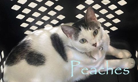 Peaches, an adoptable Oriental Short Hair Mix in Clermont, FL_image-3