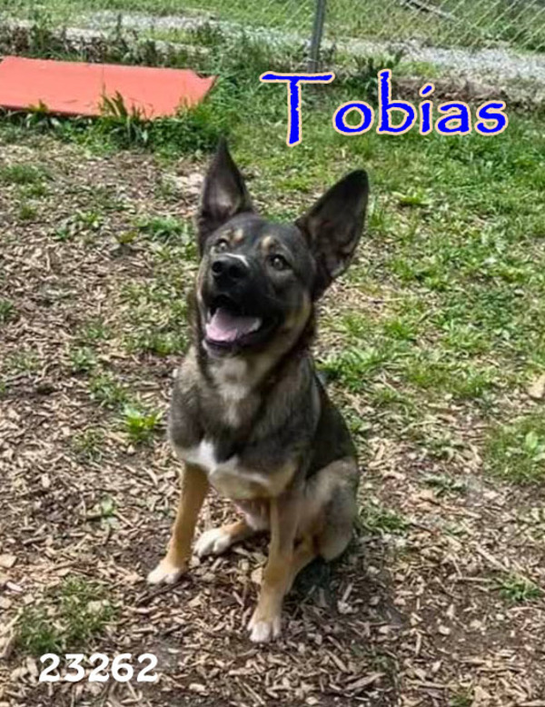 Tobias