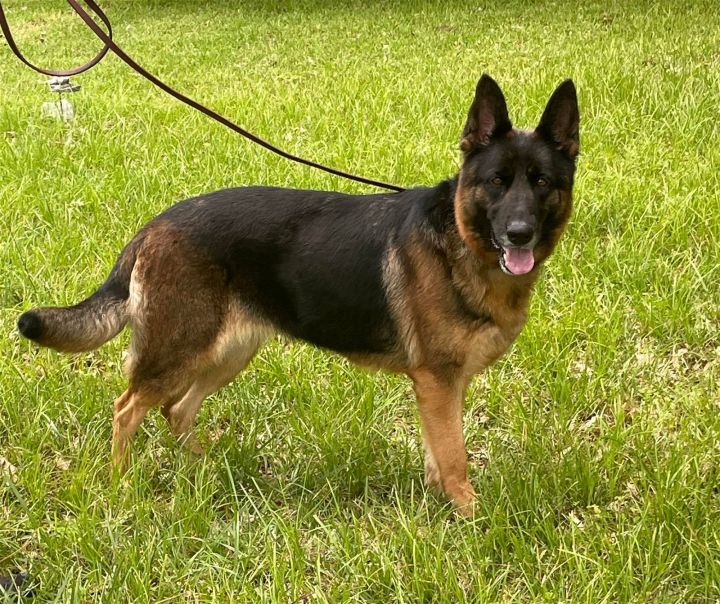 Lady, an adopted German Shepherd Dog in Montgomery, AL_image-2