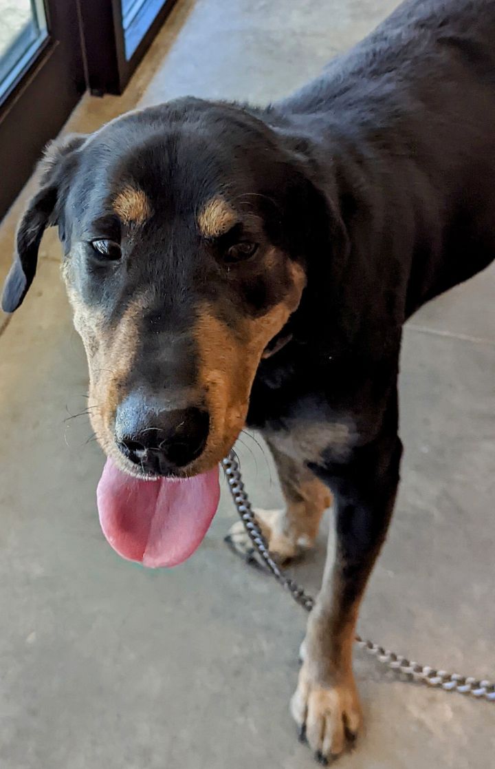 Leo, an adoptable Labrador Retriever Mix in Monticello, IA_image-1