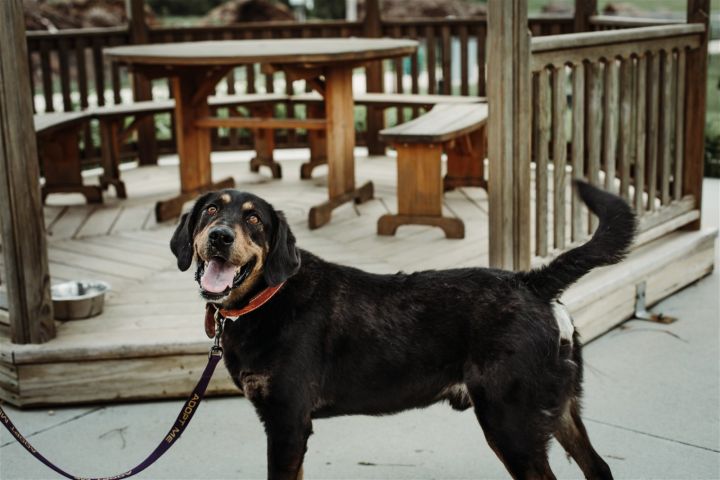Leo, an adoptable Labrador Retriever Mix in Monticello, IA_image-3