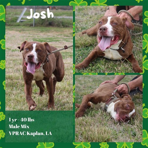 Josh - Available!