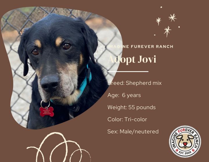 Jovi, an adopted Australian Shepherd & German Shepherd Dog Mix in Shawnee, KS_image-6