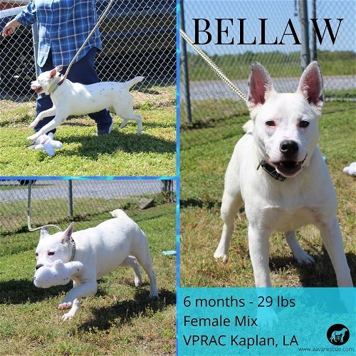 Bella - Available!