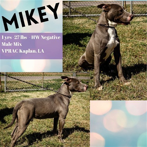 Mikey - Available!