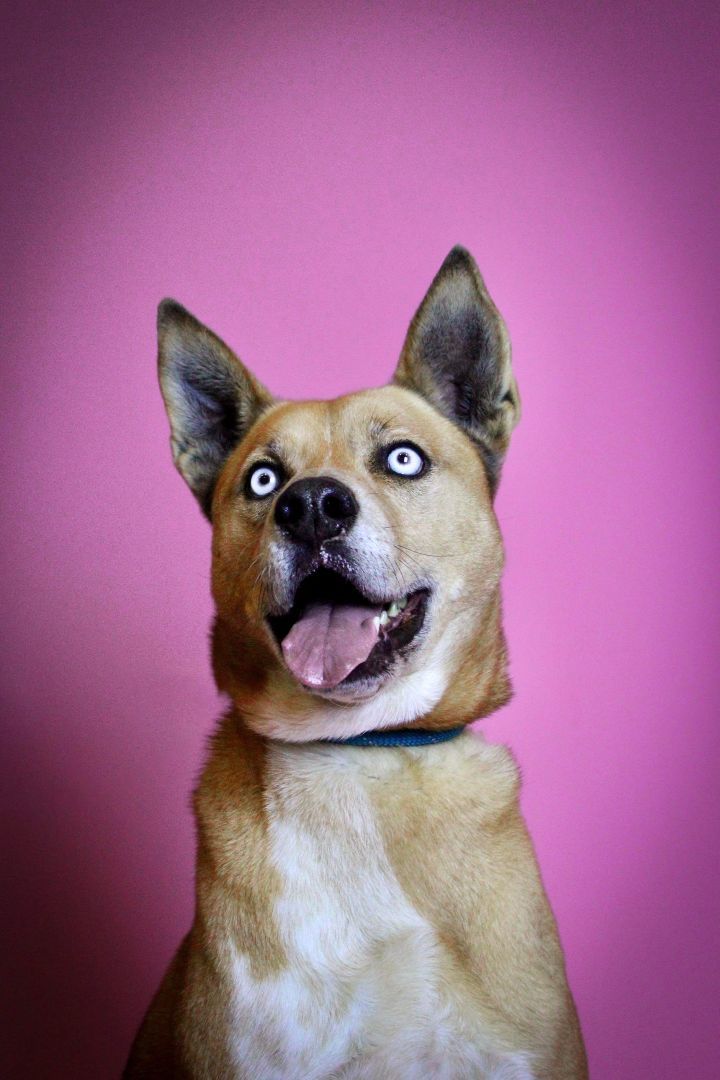 Monty, an adoptable German Shepherd Dog, Husky in Visalia, CA, 93277 | Photo Image 2