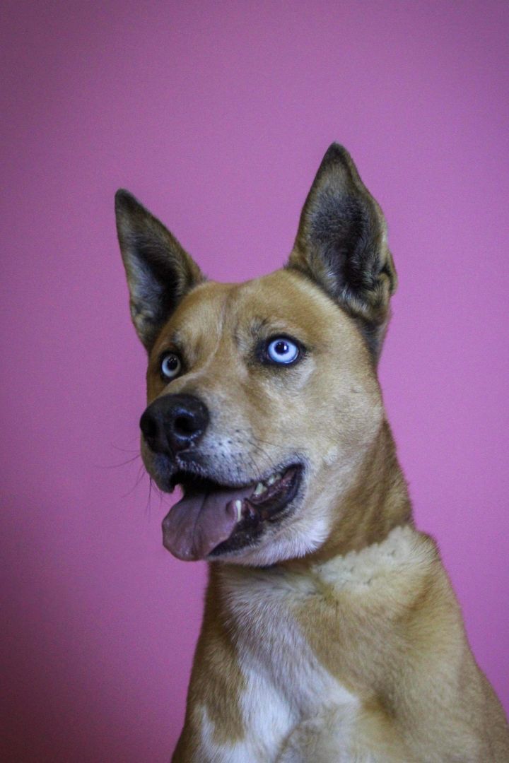 Monty, an adoptable German Shepherd Dog, Husky in Visalia, CA, 93277 | Photo Image 3
