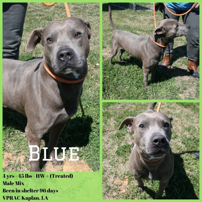 Blue - Available!