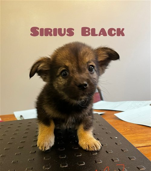 Sirius Black