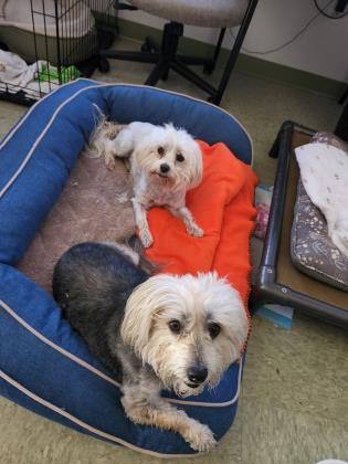 Gizmo & Buster - Bonded Pair in Foster